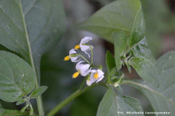 Solanum sp.